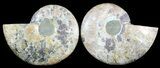 Cut & Polished Ammonite Fossil - Agatized #47721-1